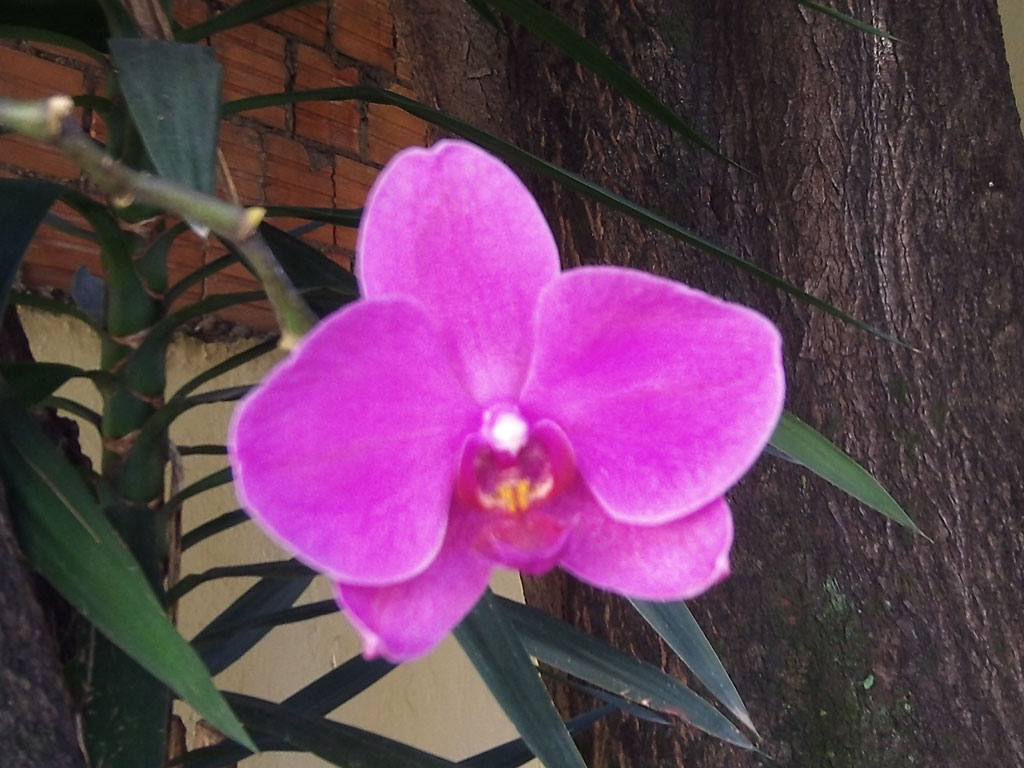 Wild Orchid Ideas