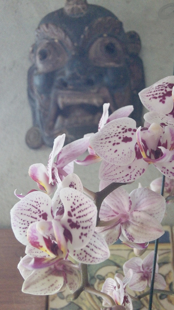 Wild Orchid Brazil