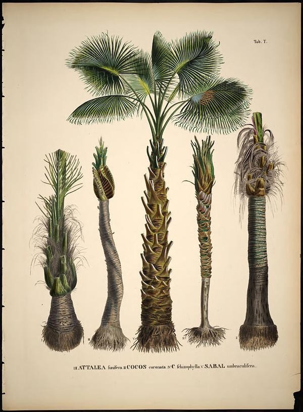 Veteran Palm Trees of War