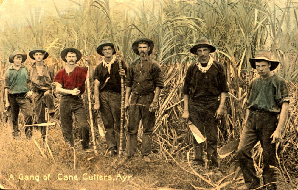 Sugar Cane Cutters