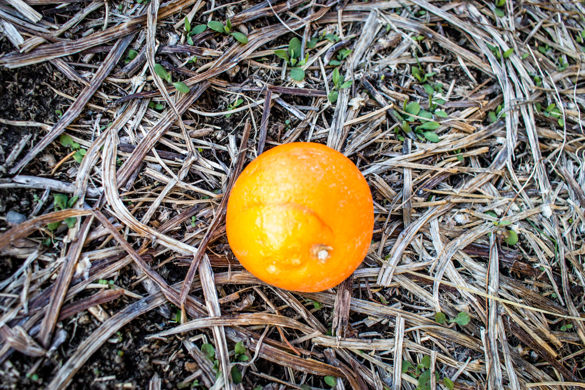 Orange on Brown Road