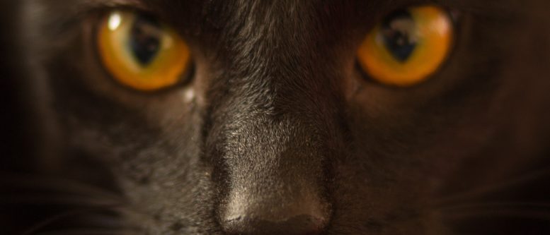 Visual Hunt Rocks for Publishers Portrait of black cat with yellow eyes from Visual Hunt
