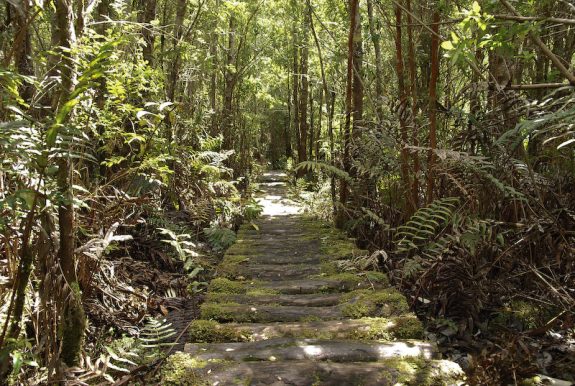 Pumalín Park
