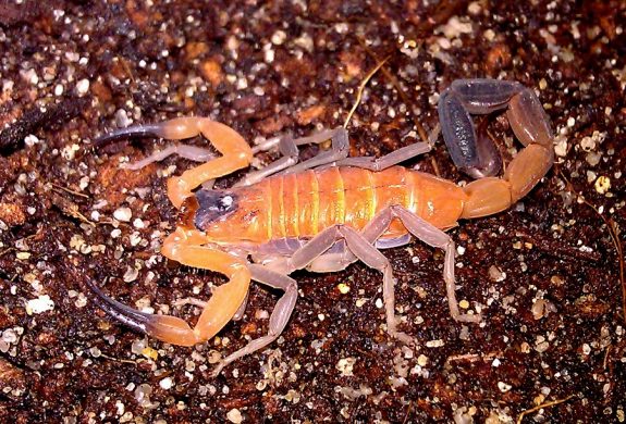 Rhopalurus junceus also known as the Caribbean Blue Scorpion