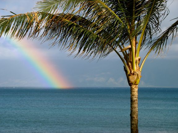 Maui rainbow with Palm Tree