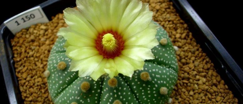 Apple Cider Vinegar, Peyote and Carlos Castaneda Astrophytum asterias (Zucc.) Lem. 1150 also known as peyote