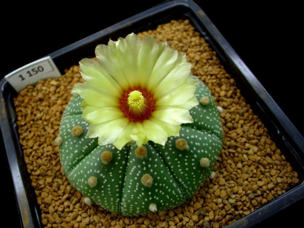 Apple Cider Vinegar, Peyote and Carlos Castaneda