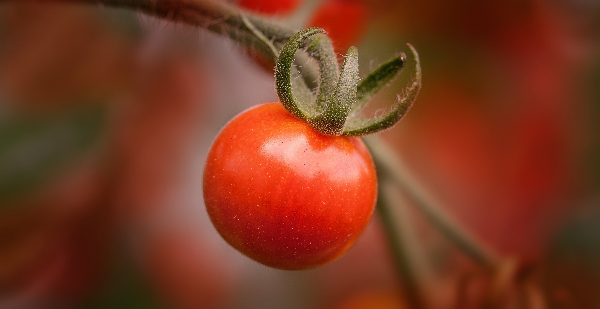 Tomato is More Proof that God Wanted us to be happy