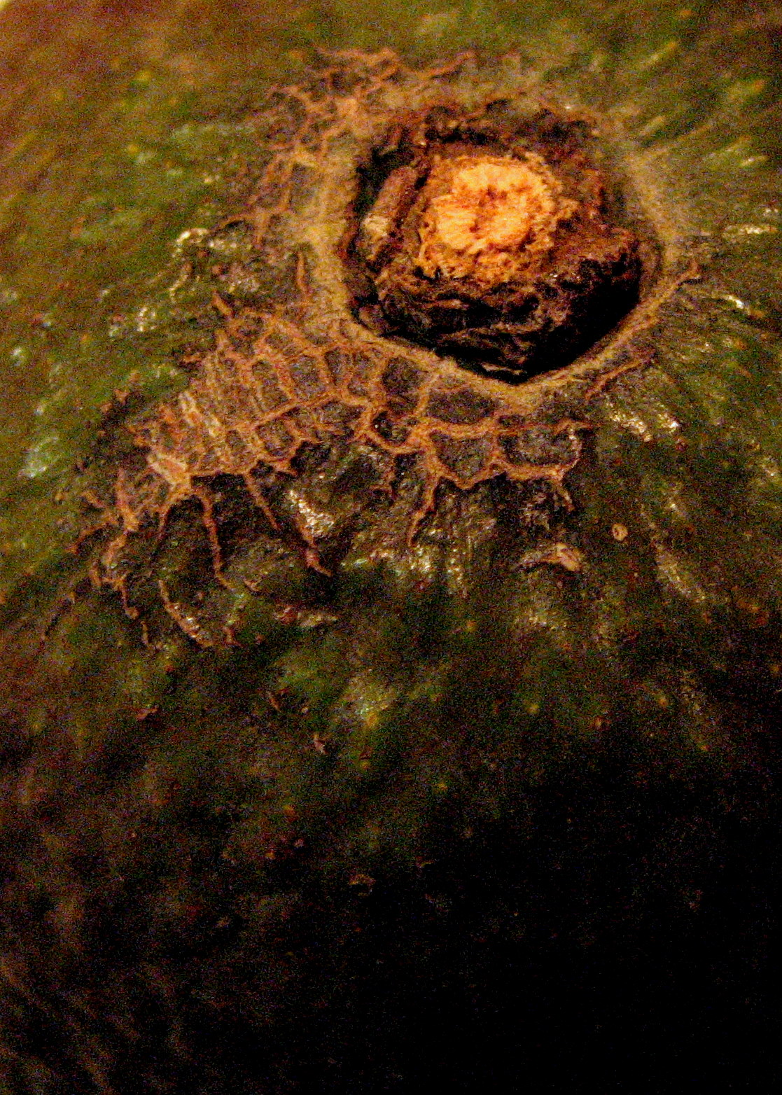 Mexican Cuisine and the Amazing Avocado