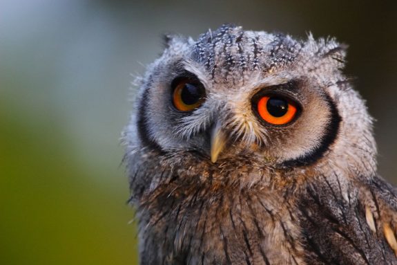 owl