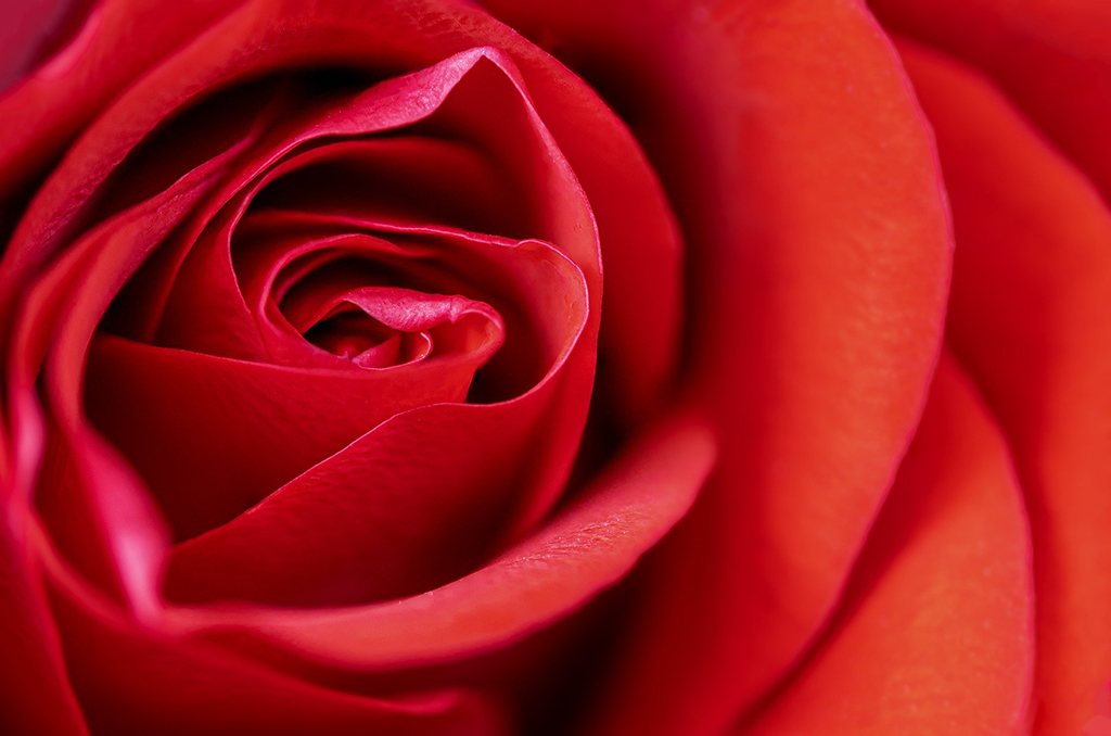 The Question of Love