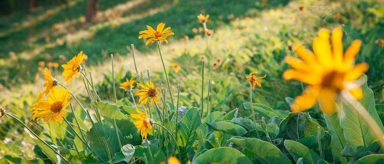 Sweet home Okanagan Balsamorhiza sagittata, found on Knox Mountain