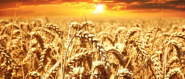 Environmentally Sustainable, Organic Agro-Industrial Complex Projects Organic Agro-Industrial