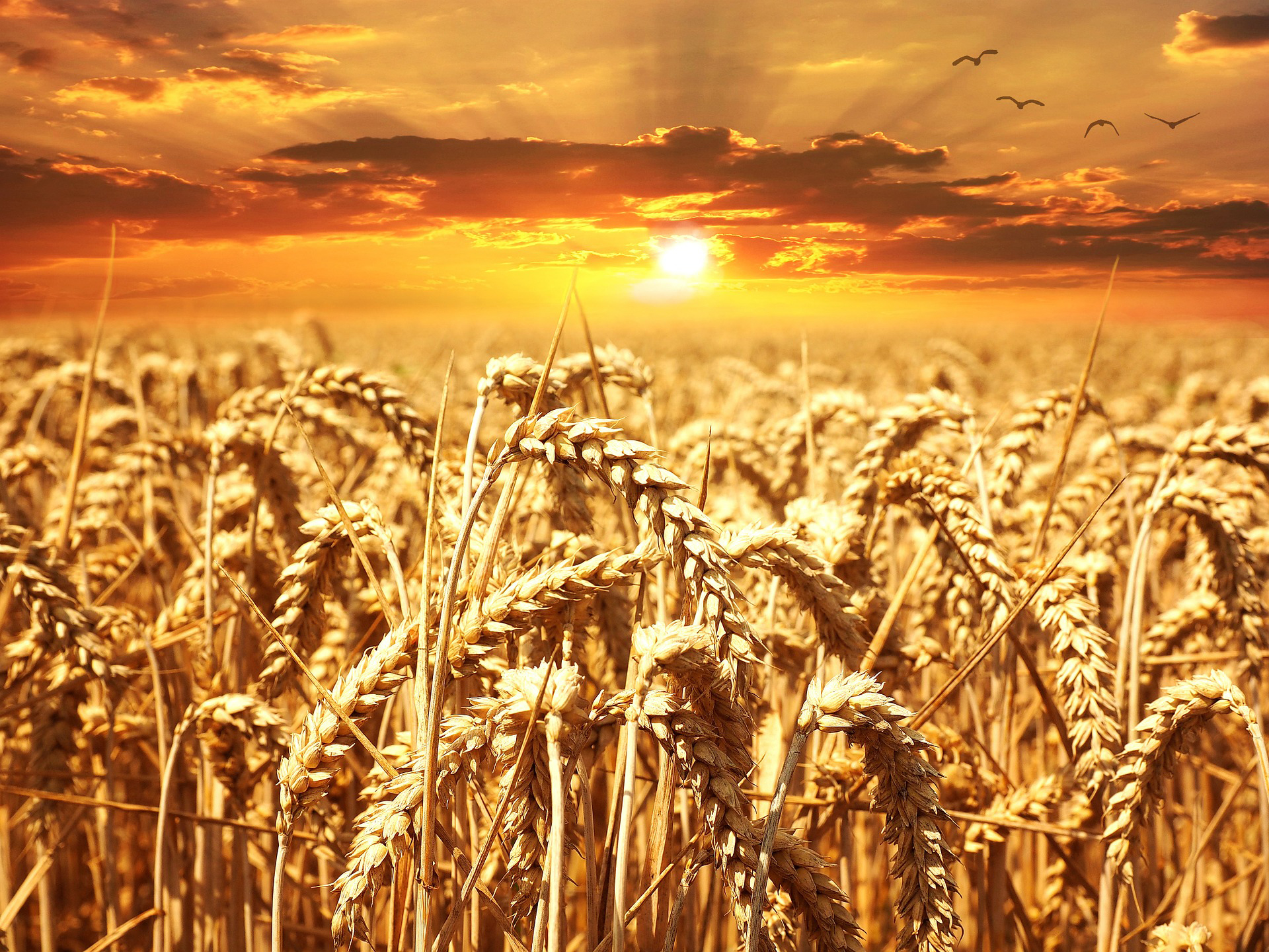 Environmentally Sustainable, Organic Agro-Industrial Complex Projects