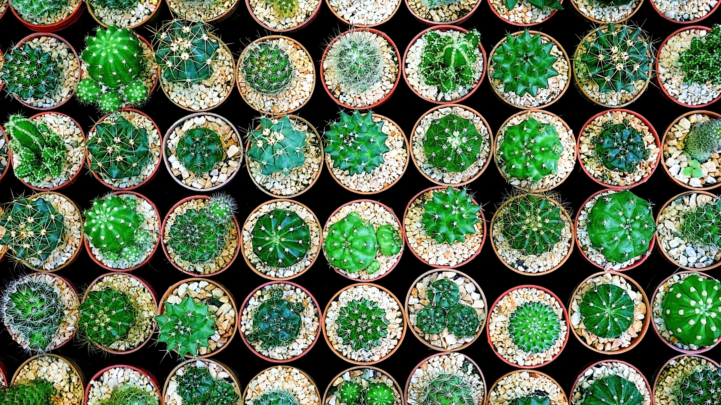 Emerald Tablets and the Halls of Amenti