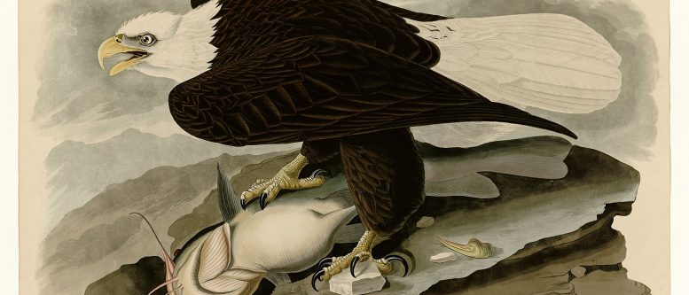 Preservation of Peace and Freedom by John James Audubon depicting White-headed Eagle.