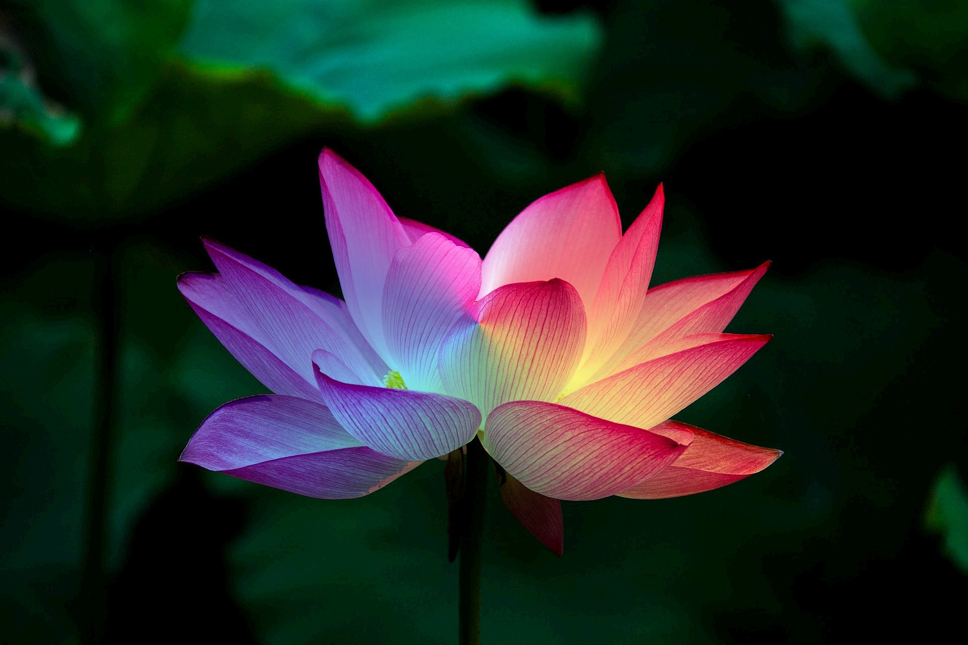 Kundalini Awakening on the Path to Nirvana