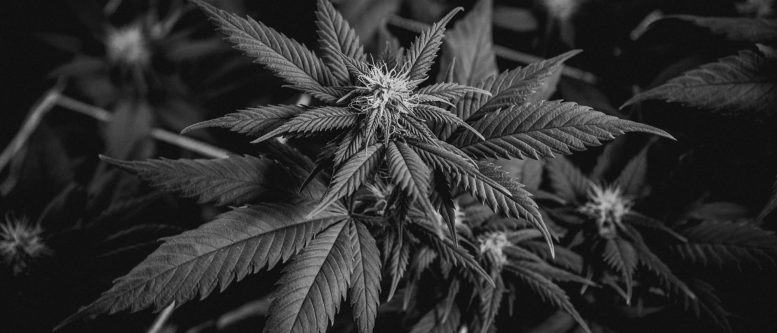Stone Town Genetics, Spice Island Cannabis Seed Bank Spice Island Cannabis Seed Bank