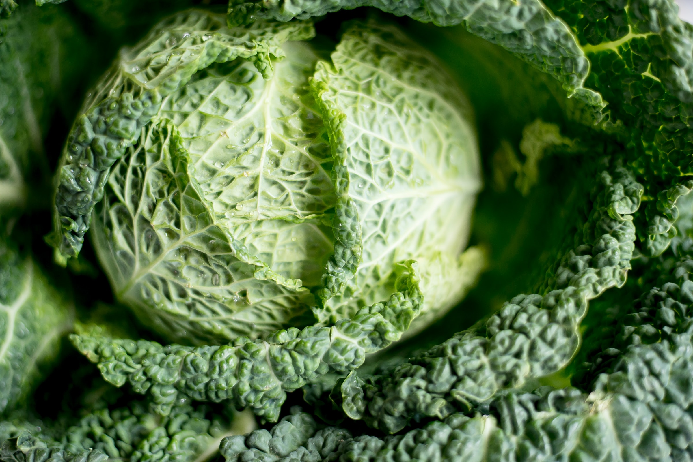 Cabbage Soup Diet Recipe