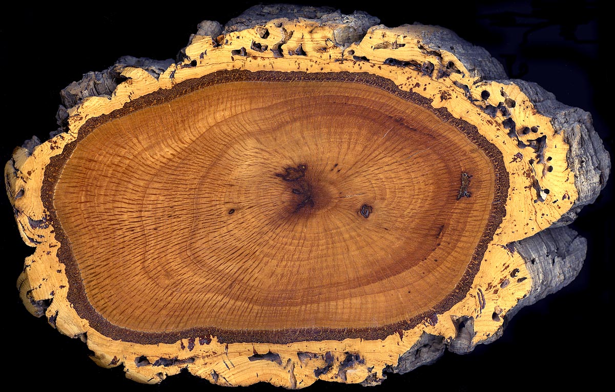 California Cork Oak and the Grapes of Wrath