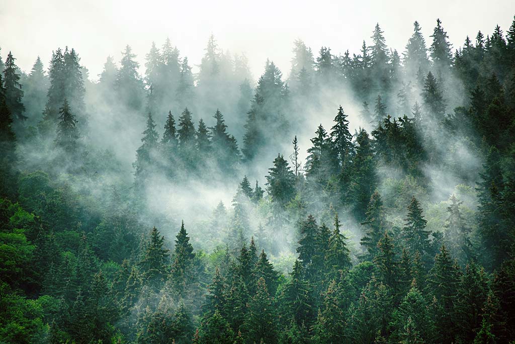 Mystic Forest